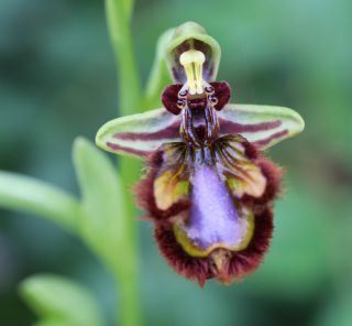 Ophrys speculum Link [11/12]