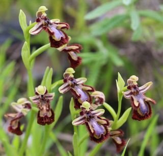 Ophrys speculum Link [12/12]