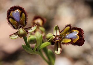 Ophrys speculum Link [13/13]