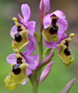 Ophrys tenthredinifera subsp. ficalhoana (J.A.Guim.) M.R. Lowe & D. Tyteca [1/3]