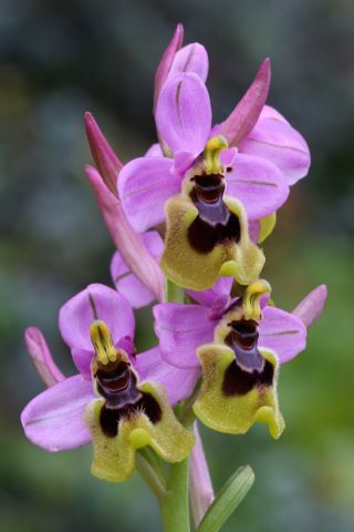 Ophrys tenthredinifera subsp. ficalhoana (J.A.Guim.) M.R. Lowe & D. Tyteca [2/3]