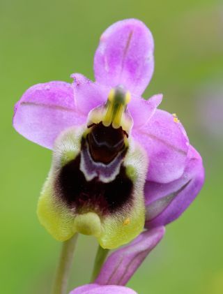 Ophrys tenthredinifera subsp. ficalhoana (J.A.Guim.) M.R. Lowe & D. Tyteca [3/3]