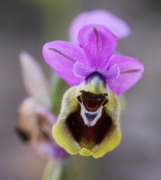 Ophrys tenthredinifera subsp. ficalhoana (J.A.Guim.) M.R. Lowe & D. Tyteca [4/4]