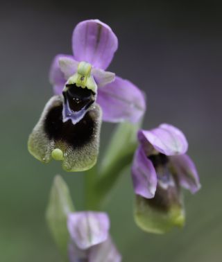 Ophrys tenthredinifera Willd. [4/4]