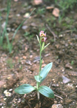 Ophrys tenthredinifera Willd. [2/4]