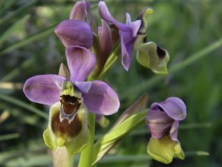 Ophrys tenthredinifera Willd. [3/4]