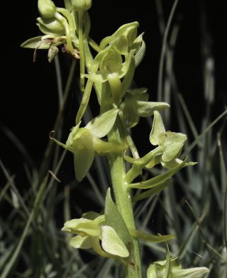 Platanthera algeriensis Batt. & Trab. [7/8]