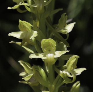 Platanthera algeriensis Batt. & Trab. [8/8]