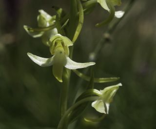 Platanthera algeriensis Batt. & Trab. [5/8]