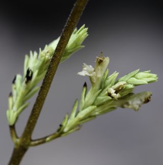 Nothobartsia asperrima (Link) Benedí & Herrero [6/9]