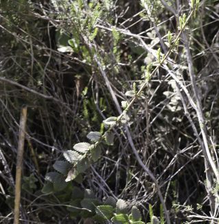 Nothobartsia asperrima (Link) Benedí & Herrero [1/9]