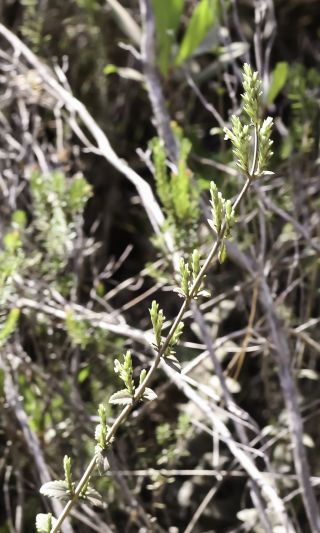 Nothobartsia asperrima (Link) Benedí & Herrero [2/9]