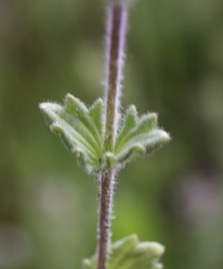 Parentucellia latifolia (L.) Caruel [5/8]