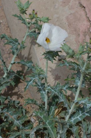 Argemone albiflora subsp. texana Ownbey [3/10]