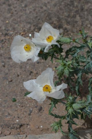 Argemone albiflora subsp. texana Ownbey [5/10]