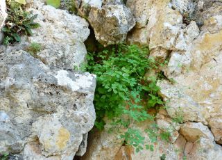 Ceratocapnos heterocarpa Durieu [7/15]