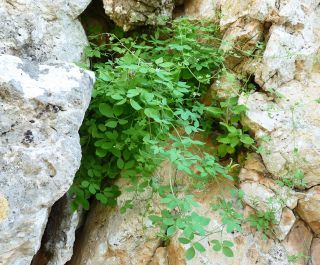 Ceratocapnos heterocarpa Durieu [8/15]