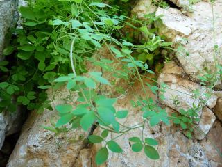Ceratocapnos heterocarpa Durieu [9/15]