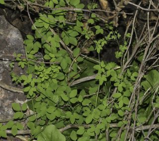 Ceratocapnos heterocarpa Durieu [4/15]