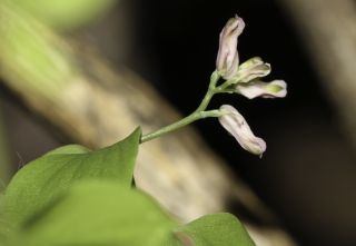 Ceratocapnos heterocarpa Durieu [5/15]