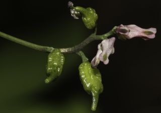 Ceratocapnos heterocarpa Durieu [6/15]