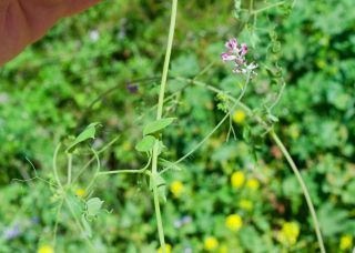 Ceratocapnos heterocarpa Durieu [10/15]