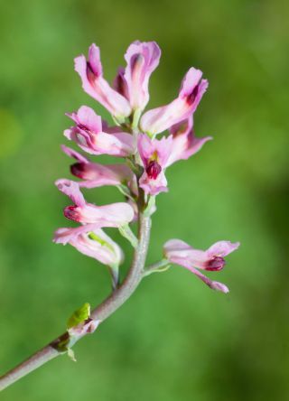 Ceratocapnos heterocarpa Durieu [12/15]