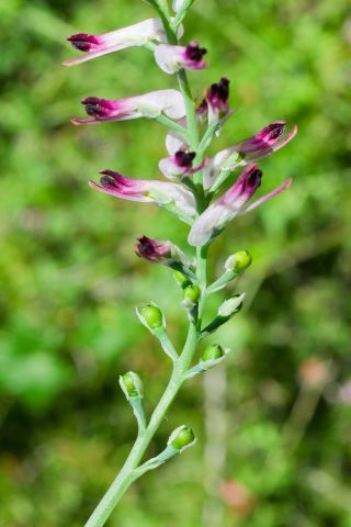 Ceratocapnos heterocarpa Durieu [13/15]