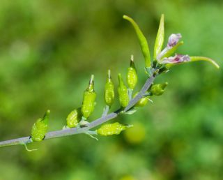 Ceratocapnos heterocarpa Durieu [14/15]