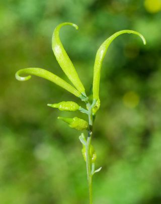Ceratocapnos heterocarpa Durieu [15/15]