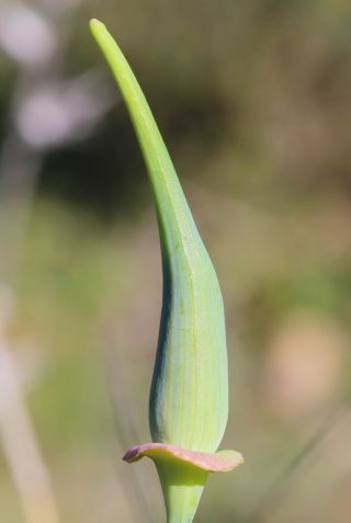 Eschscholzia californica Cham. [8/8]