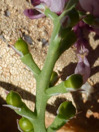 Fumaria rupestris Boiss. & Reuter subsp. rupestris [5/5]