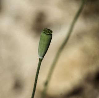 Papaver dubium L. subsp. dubium [4/5]