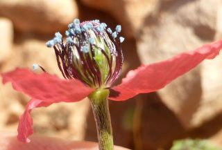 Roemeria hispida (Lam.) Stace [3/12]
