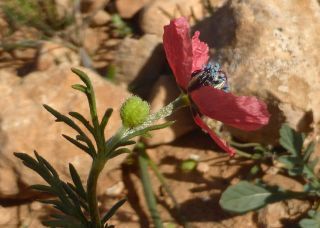 Roemeria hispida (Lam.) Stace [4/12]