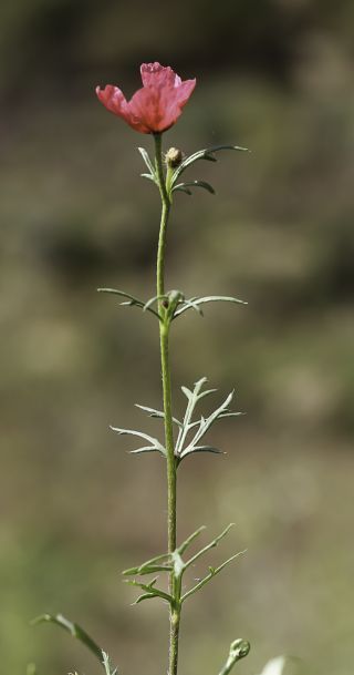 Roemeria hispida (Lam.) Stace [9/12]