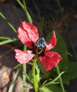 Roemeria hispida (Lam.) Stace [6/12]