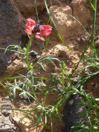 Roemeria hispida (Lam.) Stace [7/12]