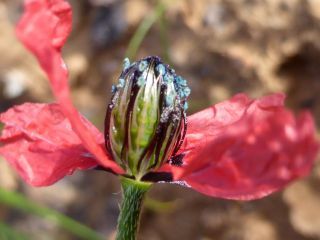 Roemeria hispida (Lam.) Stace [8/12]