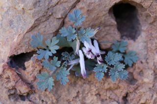 Rupicapnos africana (Lam.) Pomel [9/11]