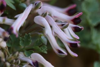 Rupicapnos africana (Lam.) Pomel [10/11]