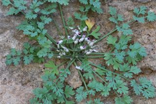 Rupicapnos africana (Lam.) Pomel [11/11]