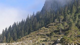 Abies maroccana Trabut [1/8]