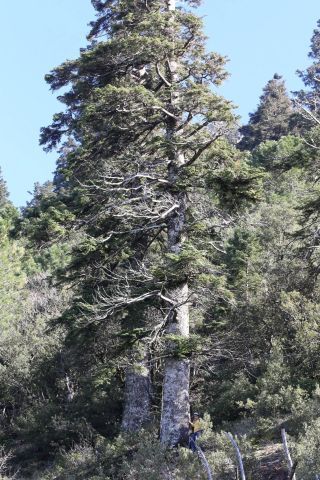 Abies maroccana Trabut [2/8]