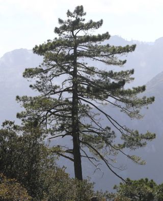 Abies maroccana Trabut [3/8]