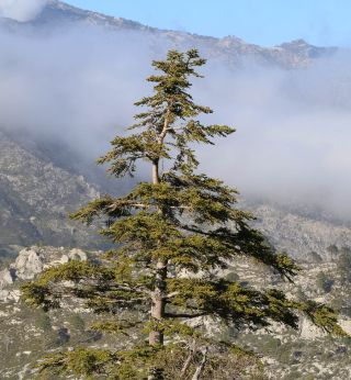 Abies maroccana Trabut [4/8]