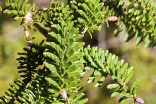 Abies maroccana Trabut [5/8]