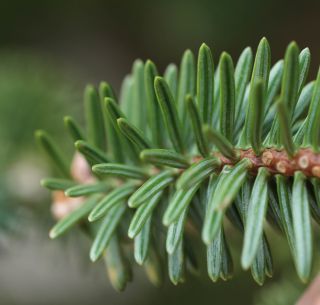 Abies maroccana Trabut [6/8]