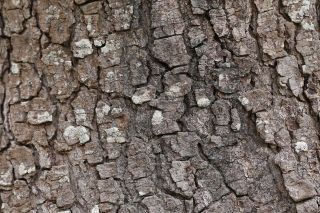 Abies maroccana Trabut [8/8]