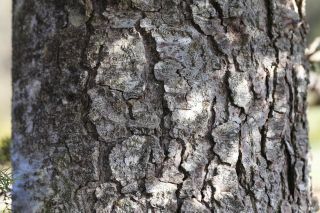 Abies maroccana Trabut [7/8]